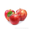 100% natural high quality Apple extract,apple extract powder,apple extract procyanidin